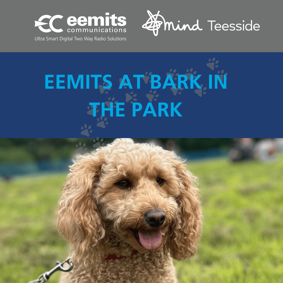 Eemits Staff Attend Mind's Bark in the Park Event